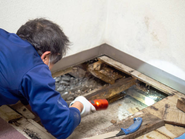 Best Attic Mold Remediation in Coldwater, OH