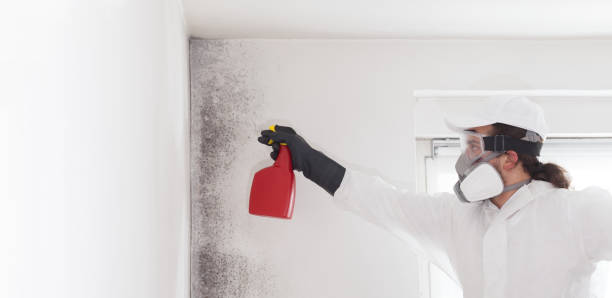Best Post-Flood Mold Remediation in Coldwater, OH