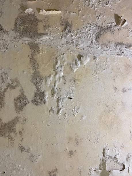 Best Bathroom Mold Remediation in Coldwater, OH