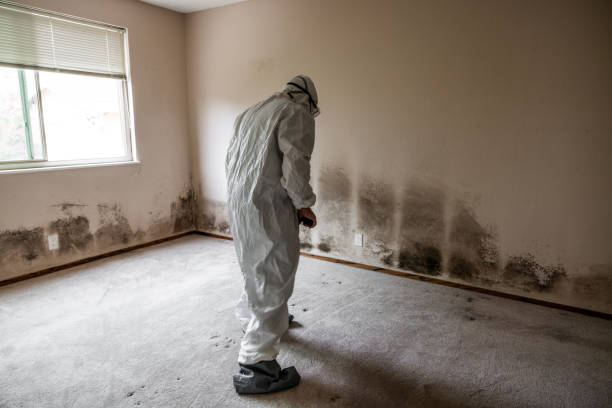 Best Industrial Mold Remediation in Coldwater, OH