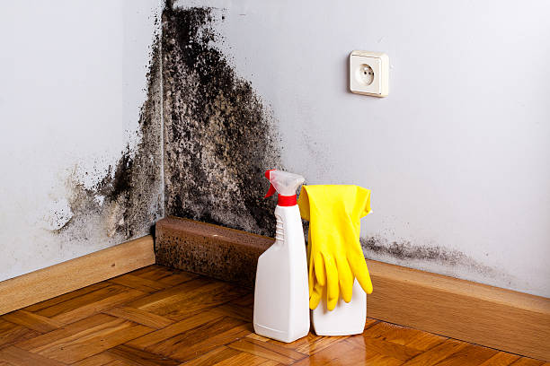 Best Crawl Space Mold Remediation in Coldwater, OH