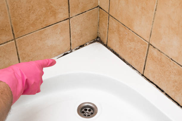 Best DIY Mold Remediation Support Services in Coldwater, OH